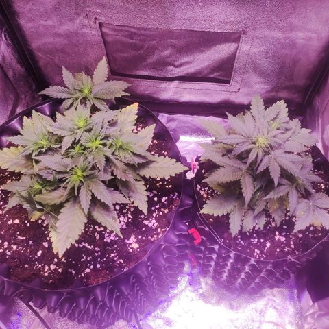 Gorilla Glue Auto growlog timeline photo