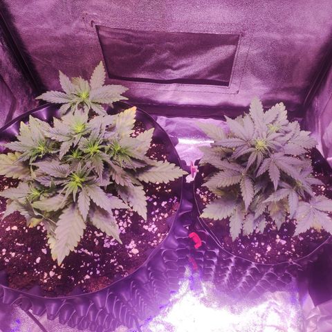 Gorilla Glue Auto growlog timeline photo