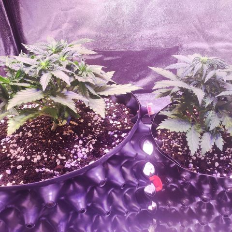 Gorilla Glue Auto growlog timeline photo