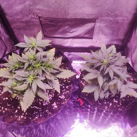 Gorilla Glue Auto growlog timeline photo