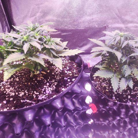 Gorilla Glue Auto growlog timeline photo