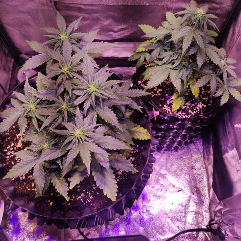 Gorilla Glue Auto growlog timeline photo