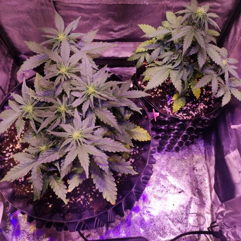Gorilla Glue Auto growlog timeline photo