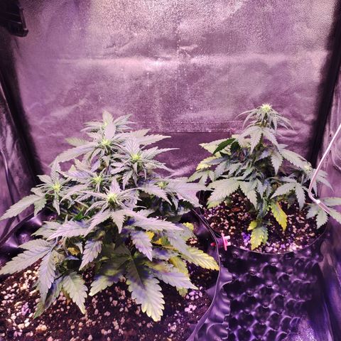 Gorilla Glue Auto growlog timeline photo