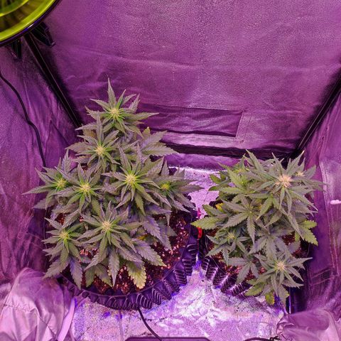 Gorilla Glue Auto growlog timeline photo