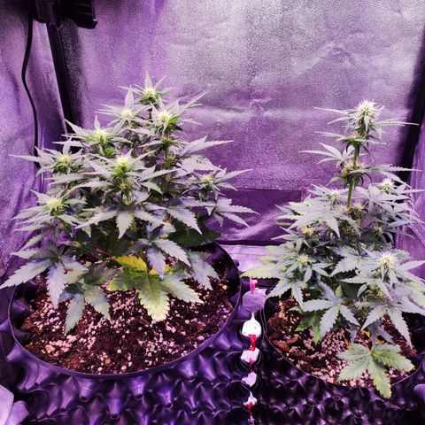 Gorilla Glue Auto growlog timeline photo