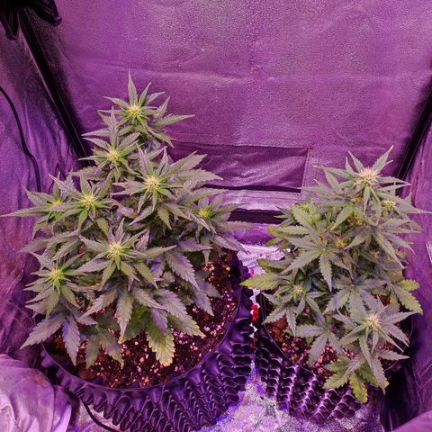 Gorilla Glue Auto growlog timeline photo