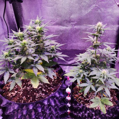 Gorilla Glue Auto growlog timeline photo