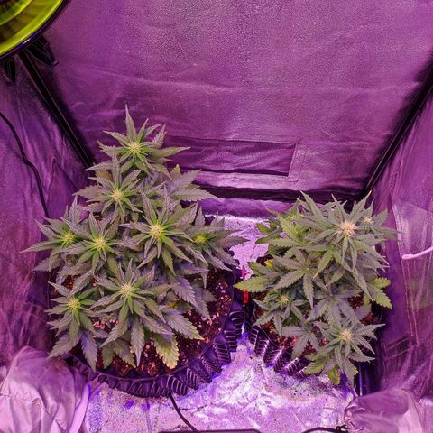 Gorilla Glue Auto growlog timeline photo