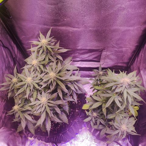 Gorilla Glue Auto growlog timeline photo
