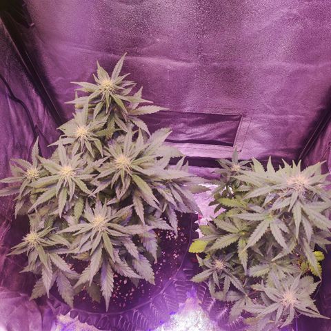 Gorilla Glue Auto growlog timeline photo
