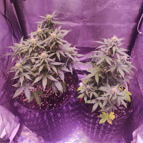 Gorilla Glue Auto growlog timeline photo