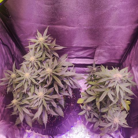 Gorilla Glue Auto growlog timeline photo