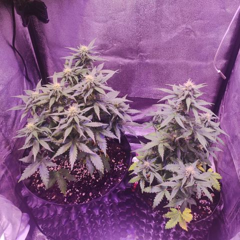 Gorilla Glue Auto growlog timeline photo
