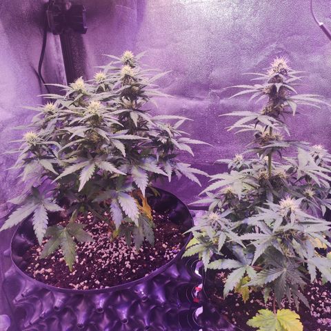 Gorilla Glue Auto growlog timeline photo