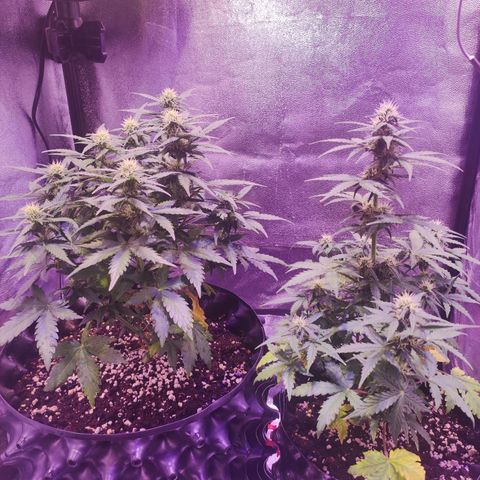 Gorilla Glue Auto growlog timeline photo