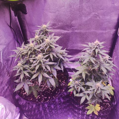 Gorilla Glue Auto growlog timeline photo