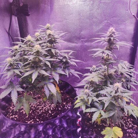 Gorilla Glue Auto growlog timeline photo