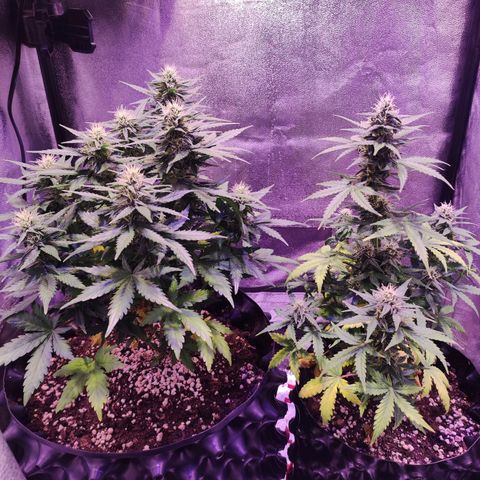 Gorilla Glue Auto growlog timeline photo