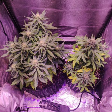 Gorilla Glue Auto growlog timeline photo