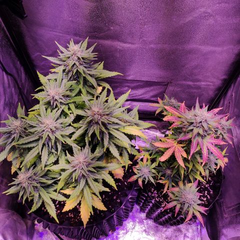 Gorilla Glue Auto growlog timeline photo