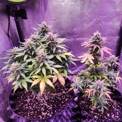 Gorilla Glue Auto growlog timeline photo
