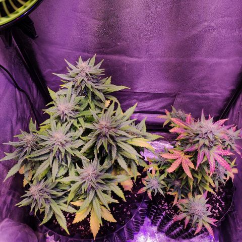 Gorilla Glue Auto growlog timeline photo