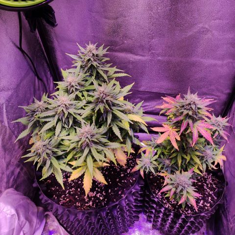 Gorilla Glue Auto growlog timeline photo