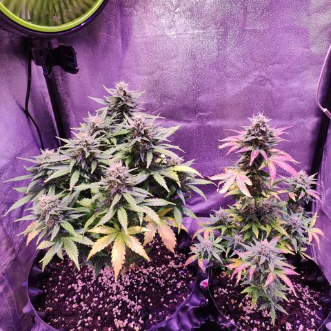 Gorilla Glue Auto growlog timeline photo