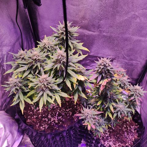 Gorilla Glue Auto growlog timeline photo