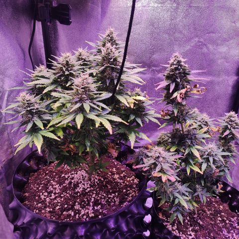 Gorilla Glue Auto growlog timeline photo