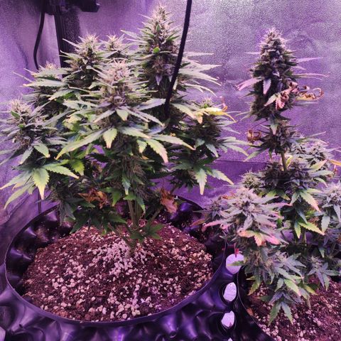 Gorilla Glue Auto growlog timeline photo