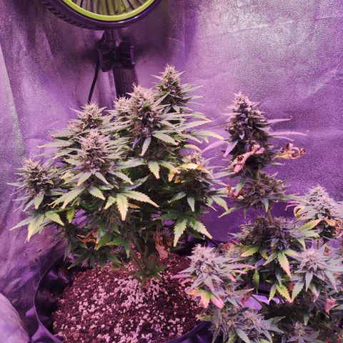 Gorilla Glue Auto growlog timeline photo