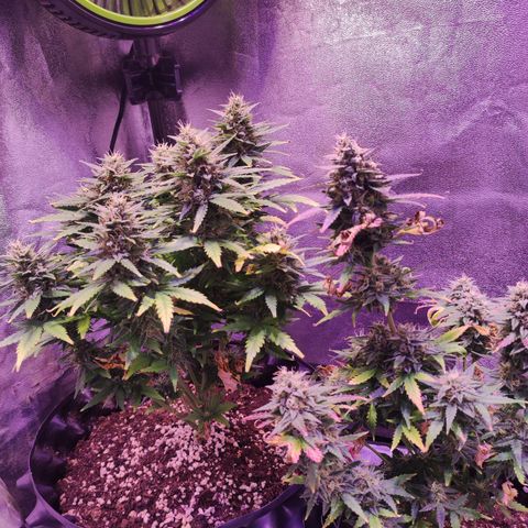 Gorilla Glue Auto growlog timeline photo