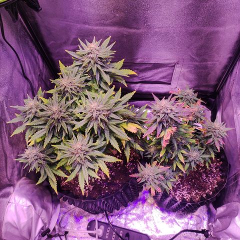 Gorilla Glue Auto growlog timeline photo