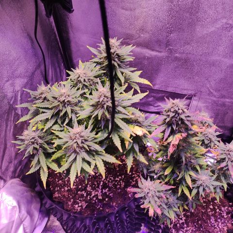 Gorilla Glue Auto growlog timeline photo