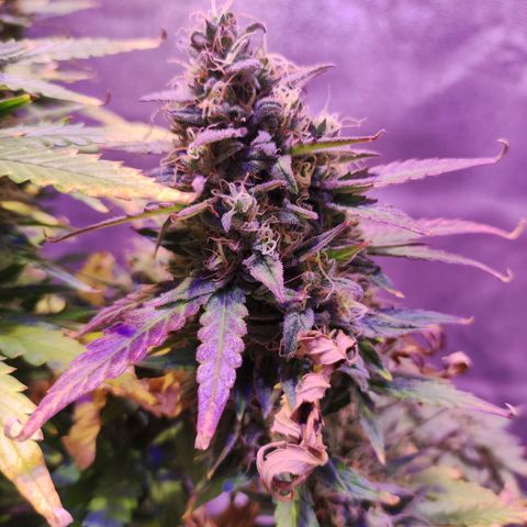 Gorilla Glue Auto growlog timeline photo