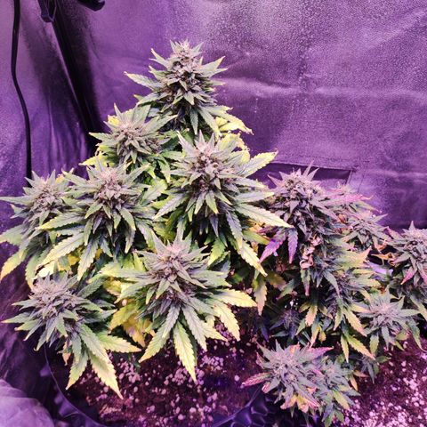 Gorilla Glue Auto growlog timeline photo
