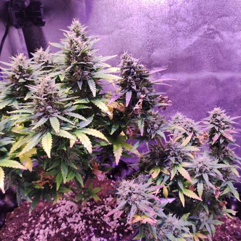 Gorilla Glue Auto growlog timeline photo