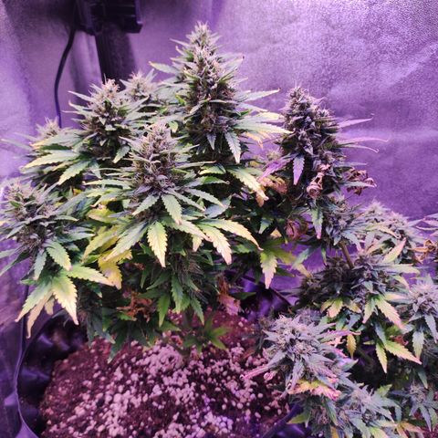 Gorilla Glue Auto growlog timeline photo