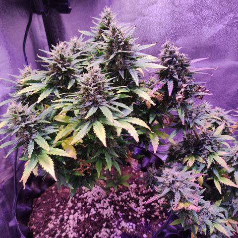 Gorilla Glue Auto growlog timeline photo