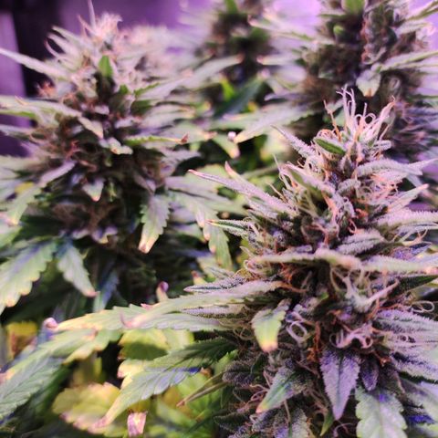 Gorilla Glue Auto growlog timeline photo