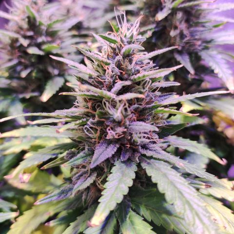 Gorilla Glue Auto growlog timeline photo