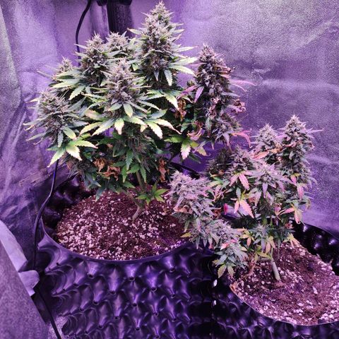 Gorilla Glue Auto growlog timeline photo