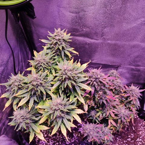 Gorilla Glue Auto growlog timeline photo