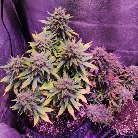 Gorilla Glue Auto growlog timeline photo