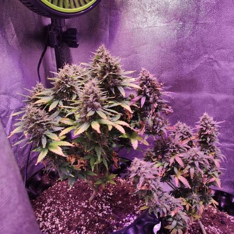 Gorilla Glue Auto growlog timeline photo