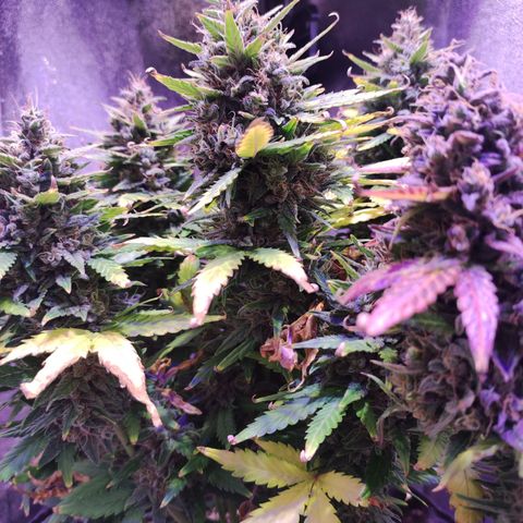 Gorilla Glue Auto growlog timeline photo