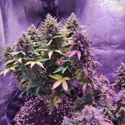 Gorilla Glue Auto growlog timeline photo