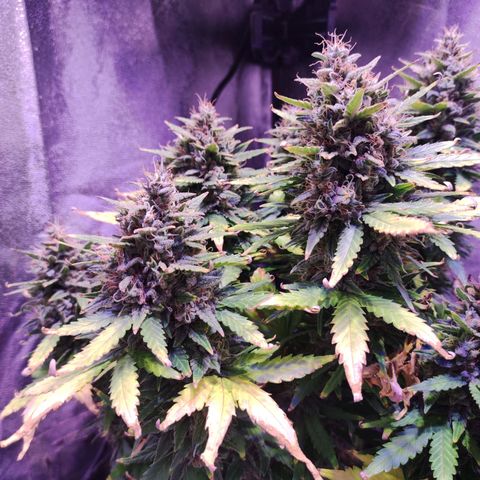 Gorilla Glue Auto growlog timeline photo